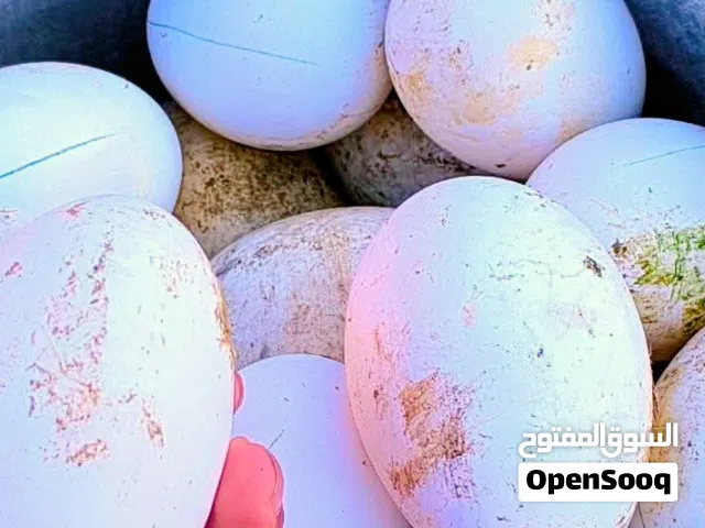 بيض وز للبيع شرط القاح