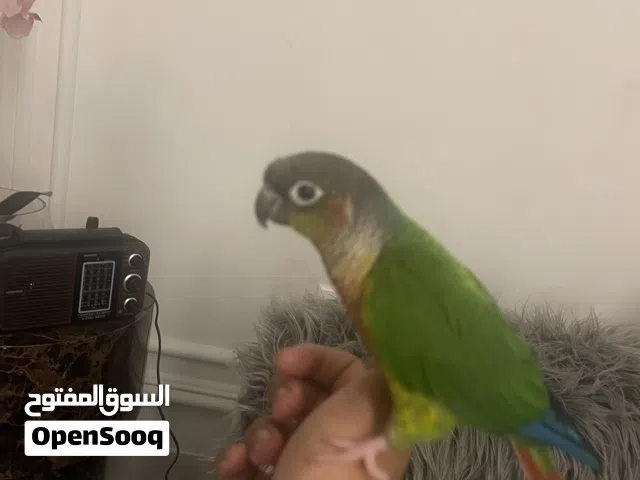 بغبغاء conure