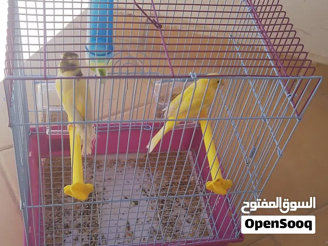 kopla kanar fagadir300dh