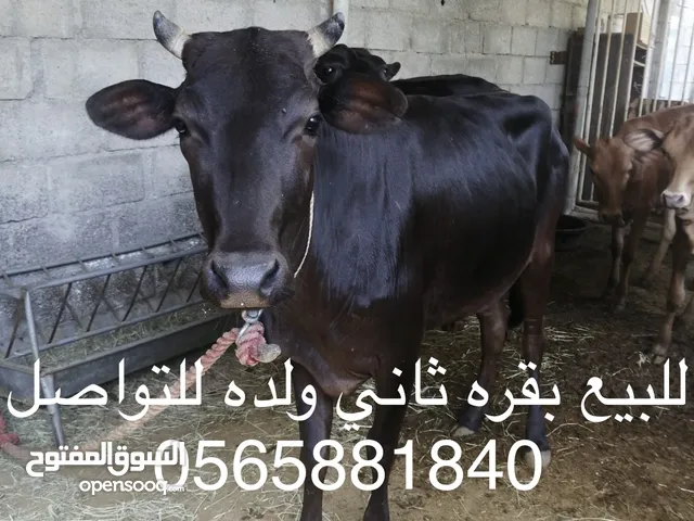 بقره ثاني ولاده بسعر طيب
