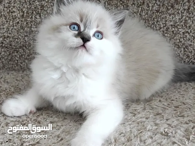 Adorable Ragdoll kittens For Adoption
