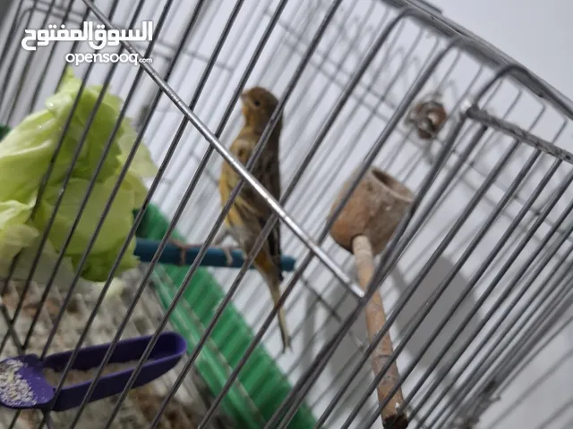 كاناري (أڤات برونز)