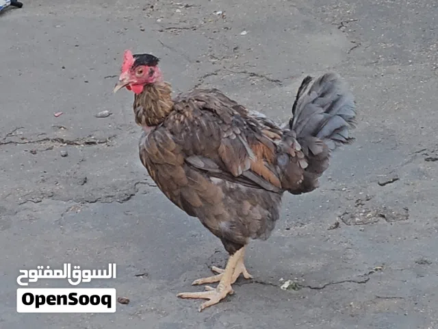 دجاجه عربيه