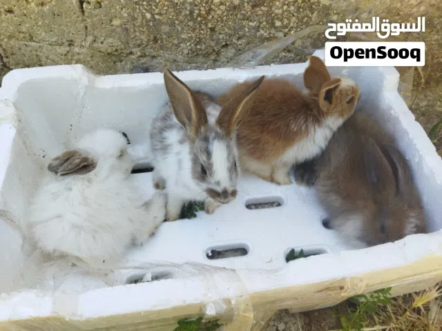 لارانب بابيون