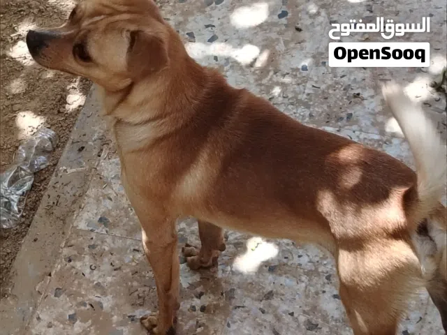 كلب فايست تيرير Feist Terrier