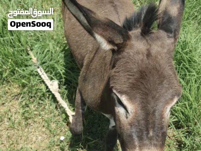 حمار للبيع تواصل على الرقمالي ف الملاحضه