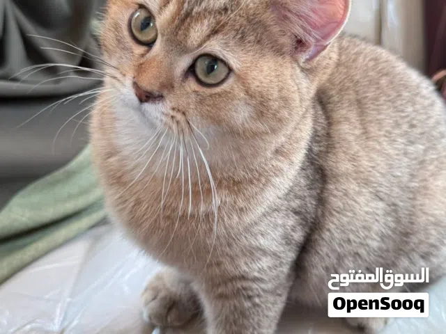 سكوتش جولد ستريت
