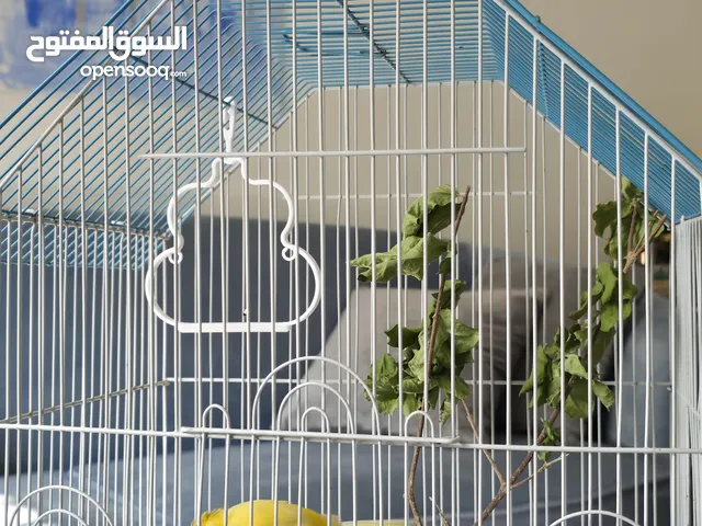 كناري سوري تغريد جميل جدآ