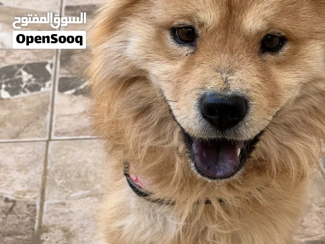 كلب تشاو تشاو للبيع بسعر مغري