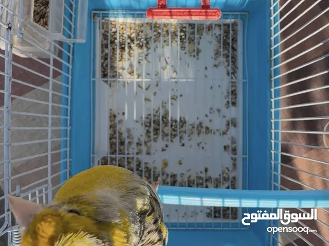 فحل كناري اغات مثل النار تبارك الرحمن انتاجي فرخ موسم ماضي صحة مية بالمية