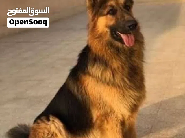 مطلوب كلب للتبني