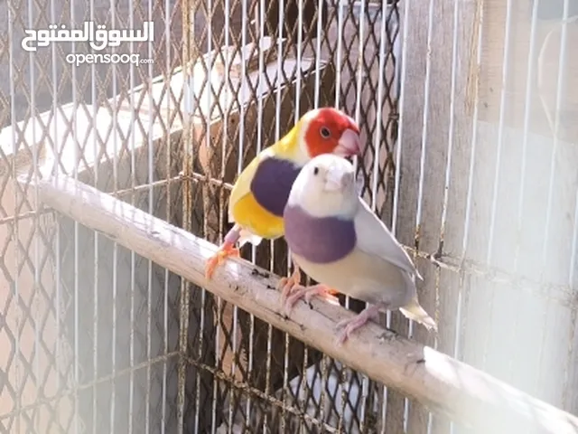 جولديان فنش gouldian finch