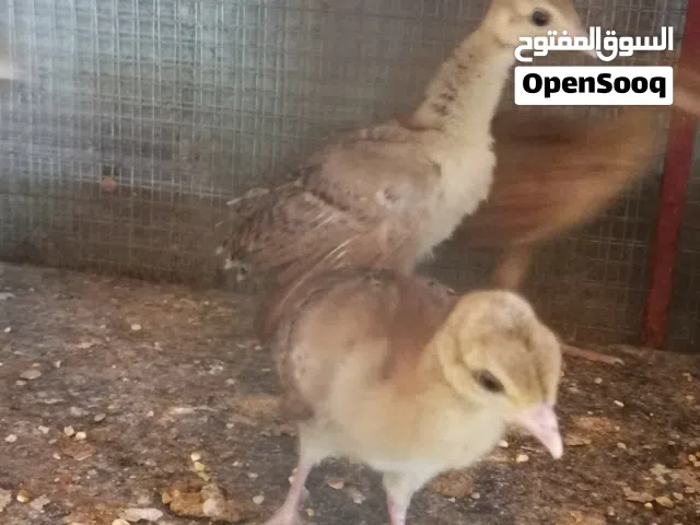 فررخ الطاووس