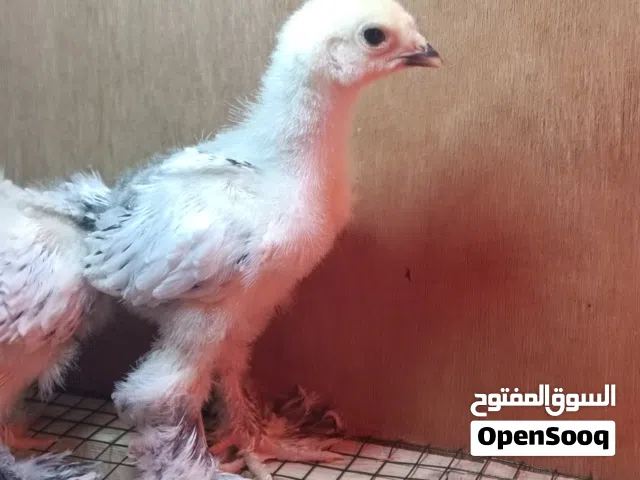 افراخ براهما لايت