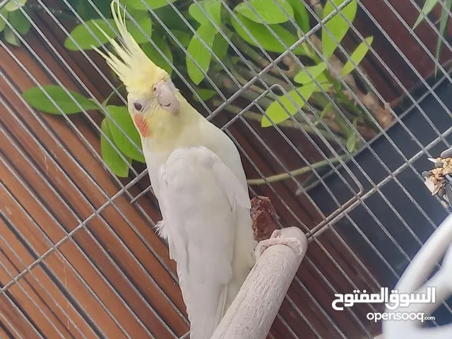 فحل كوكتيل