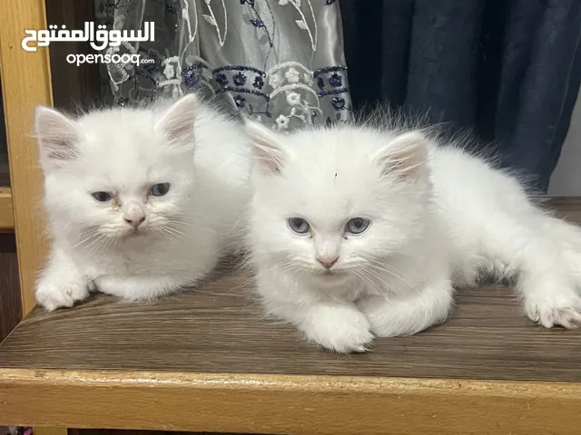 قطط هملايا للبيع
