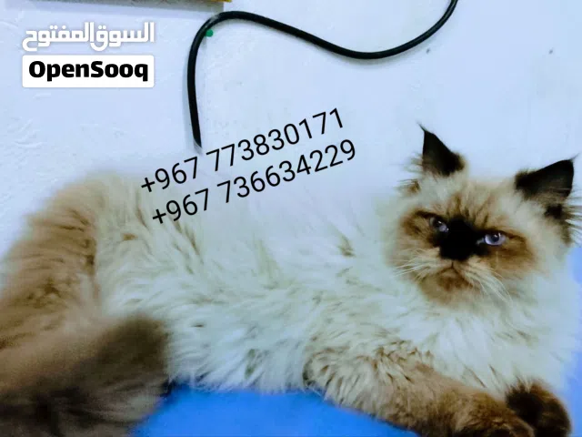 انثى هملايا