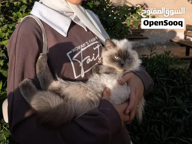 قطة هيمالايا مميزة جداً مع كامل أغراضها للبيع بـ 30 دينار! القطة: هيمالايا، فراء كثيف ونظيف، عيون