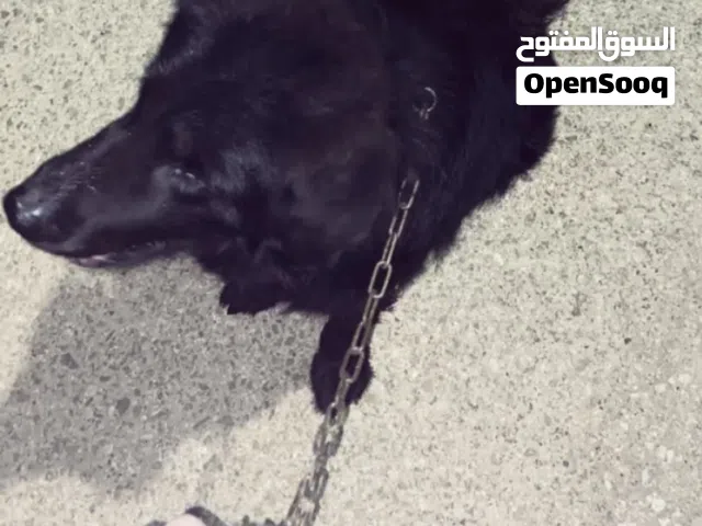 كلب رويال بلاك للزواج