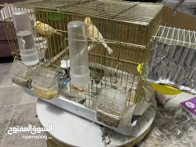 جوز كنار اصفر