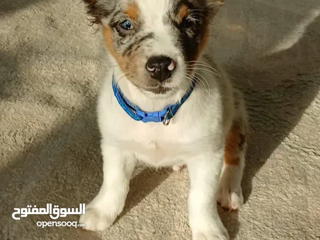 جرو أستراليان شيبرد أصيل pure Australian Shepherd Puppy