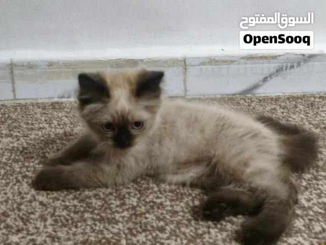 قطط صغيرة للبيع