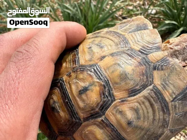 متوفر سلاحف احجام كبيره ازواج ومتوفر ((بيبي))