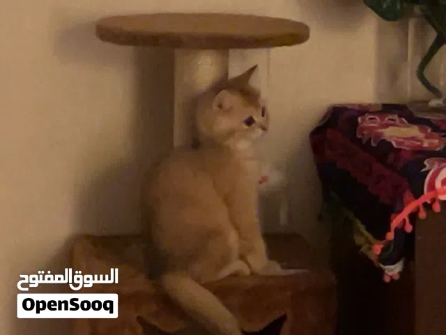 نوع القطه بريتش جولدن