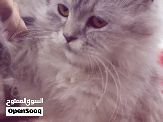 بزونة شانشيلا للبيع ب50