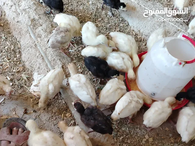 فرخ حبش هولندي ابيض