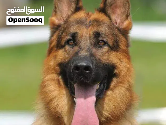 مطلوب كلب التبنيمطلوب كلب للتبني  جيرمن  هاسكي مطلووووب كلاب للتبني