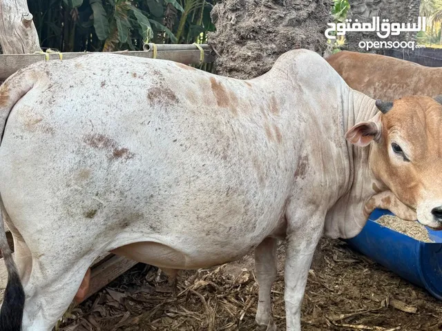 ثيران سمان فول اضاحي