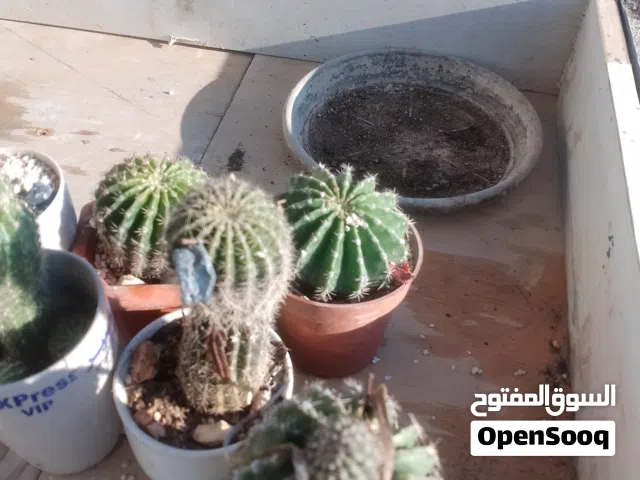 نباتات خارجيه وداخليه