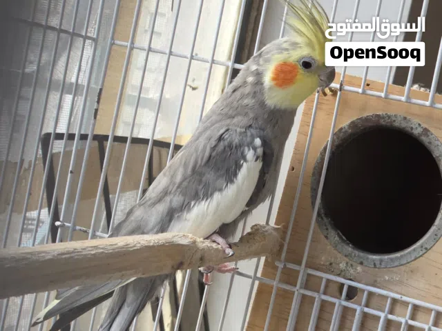 كوكتيل حبشي مغرد بالغ عمر فوق السنتين صحه والعافيه فول وتغريد وحشي يفيد تكاثر