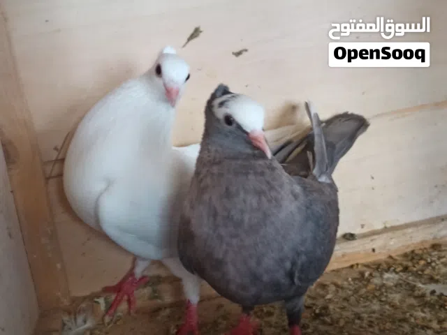 كوبيه قولد مصوقر  حاجه صح
