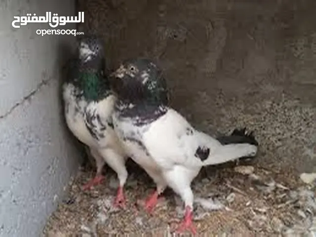 للبيع حمام باكستاني وكويتي لوت