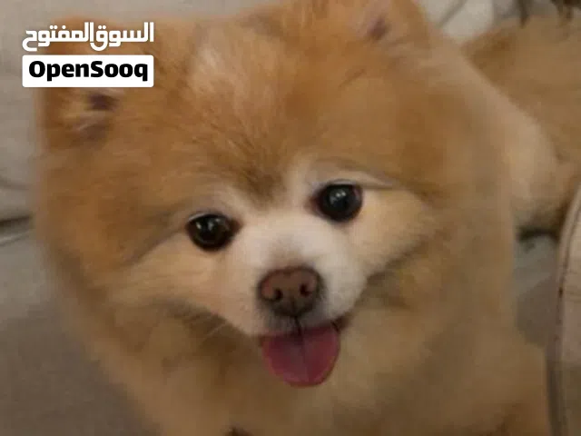 بومريان ذكر