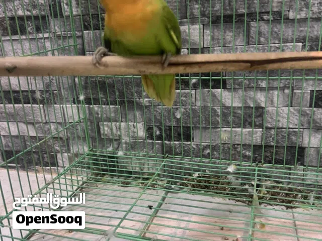 للبيع أنثى جرين أورنج فيس