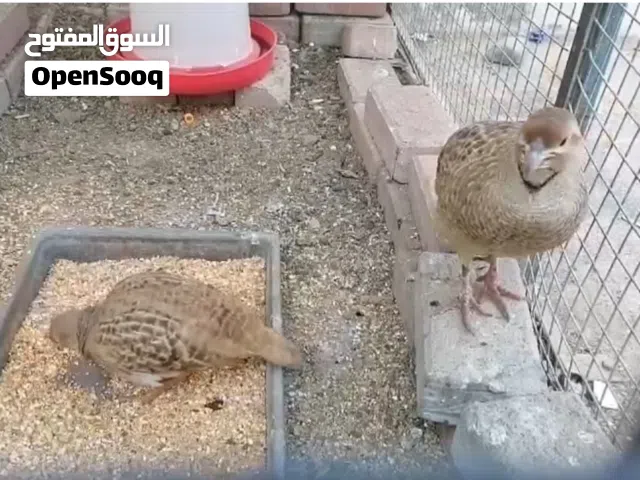 للبيع زوج صفارد باكستانيات.الجامبو