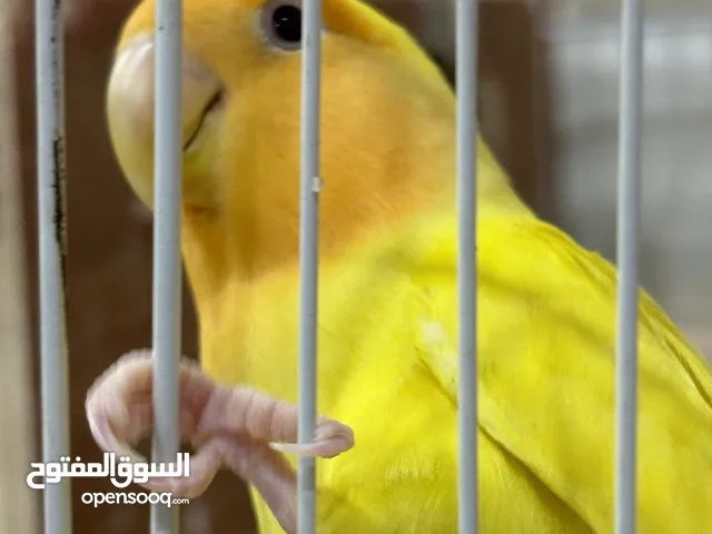 طير حب للبيع