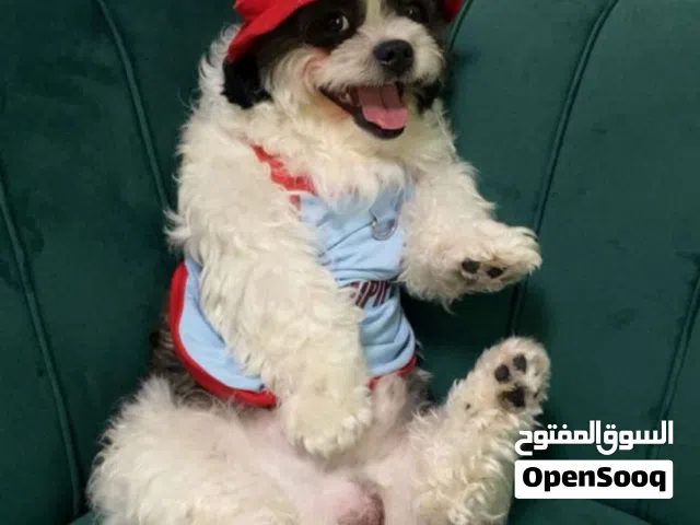 للبيع شيدزو بيور ذكر