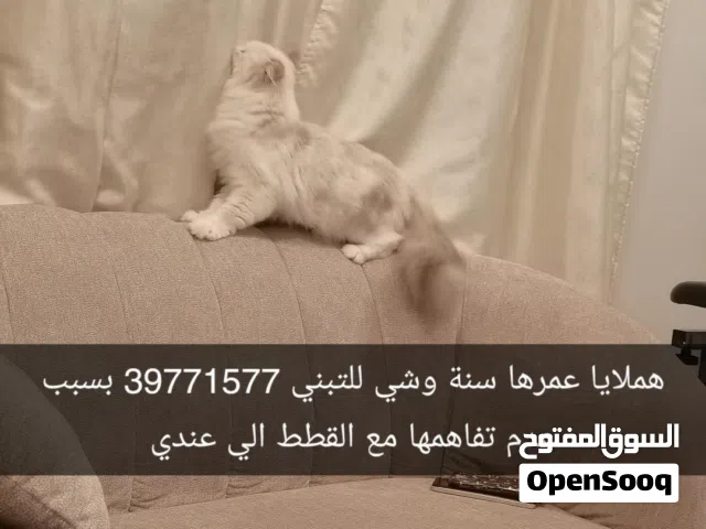 قطة هملايا للتبني