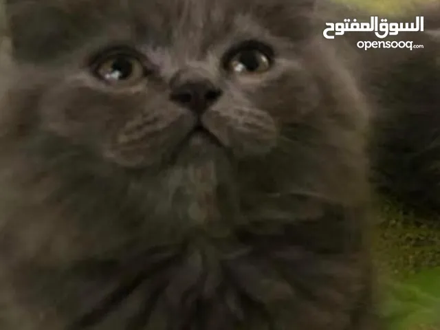 قطة سكوتش للبيع