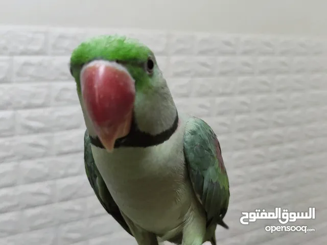 دره نيبالي وطيور اخرى