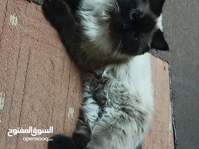 قطه للبيع هملايا اليفا ونظيفه للبيع