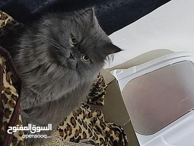 قط شيرازي لون رمادي هادئ جدًا ولعوب للبيع بسبب عدم التفرغ ووفرة الوقت للإهتمام به ..