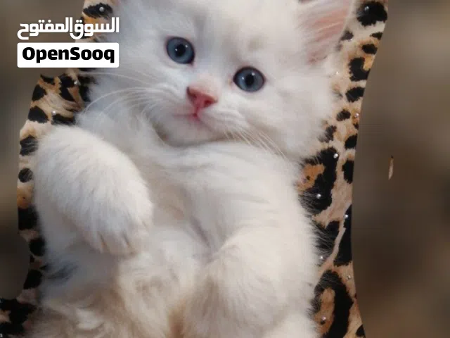 قطط شيرازي بيور من عمر شهر ونص لـ 4 اشهر ألوان متعدده نظيفين وأليفين وصحتهم ممتازة