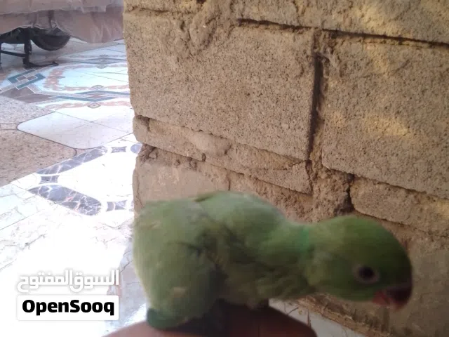 در هندي عمره شهرين اليف باقيله سبوعين وينفطم