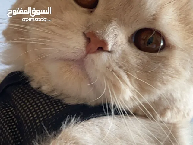 قط لتبني ذكر العمر سنتين
