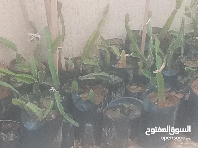 فاكهة التنين للبيع